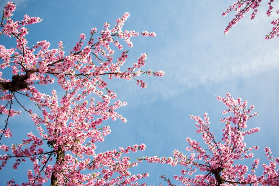 CAN PEACH FLOWER EXTRACT REDUCE OXIDATIVE STRESS?